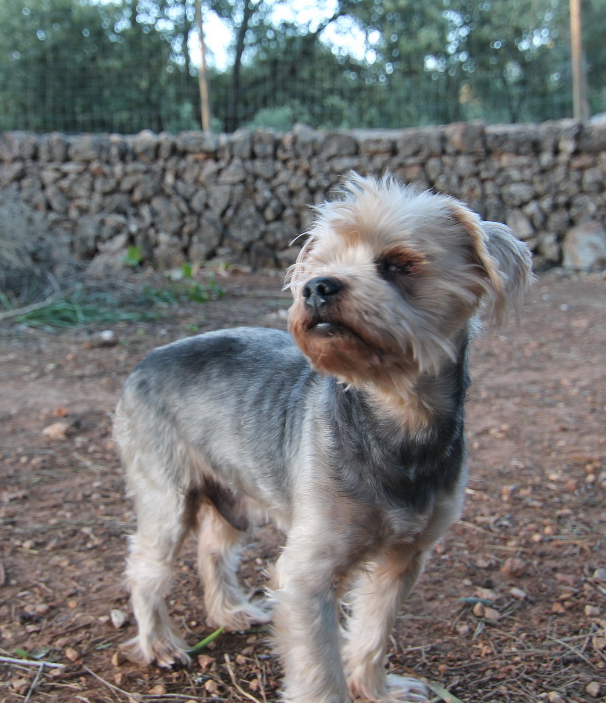 Luis Luis