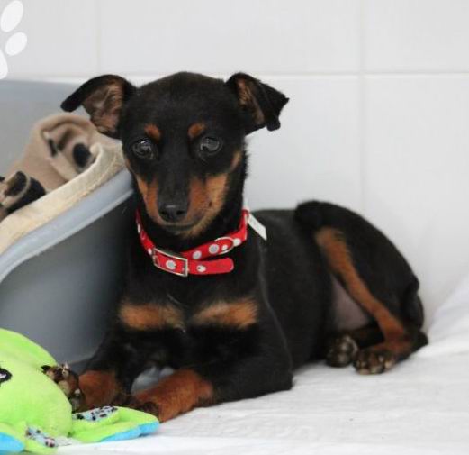 Hunde Tierhilfe Spanien e.V.