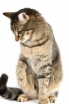 Katze