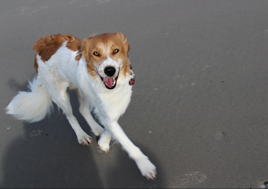 Balou Balou