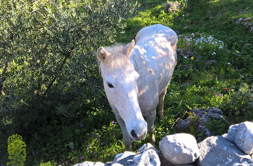 Frieda Frieda