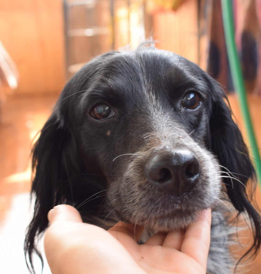 Otto Otto