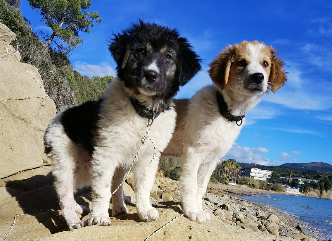 Ronja Ronja