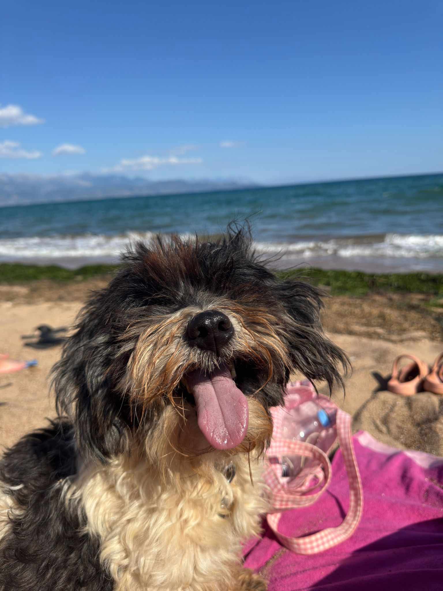 Fritzi Fritzi