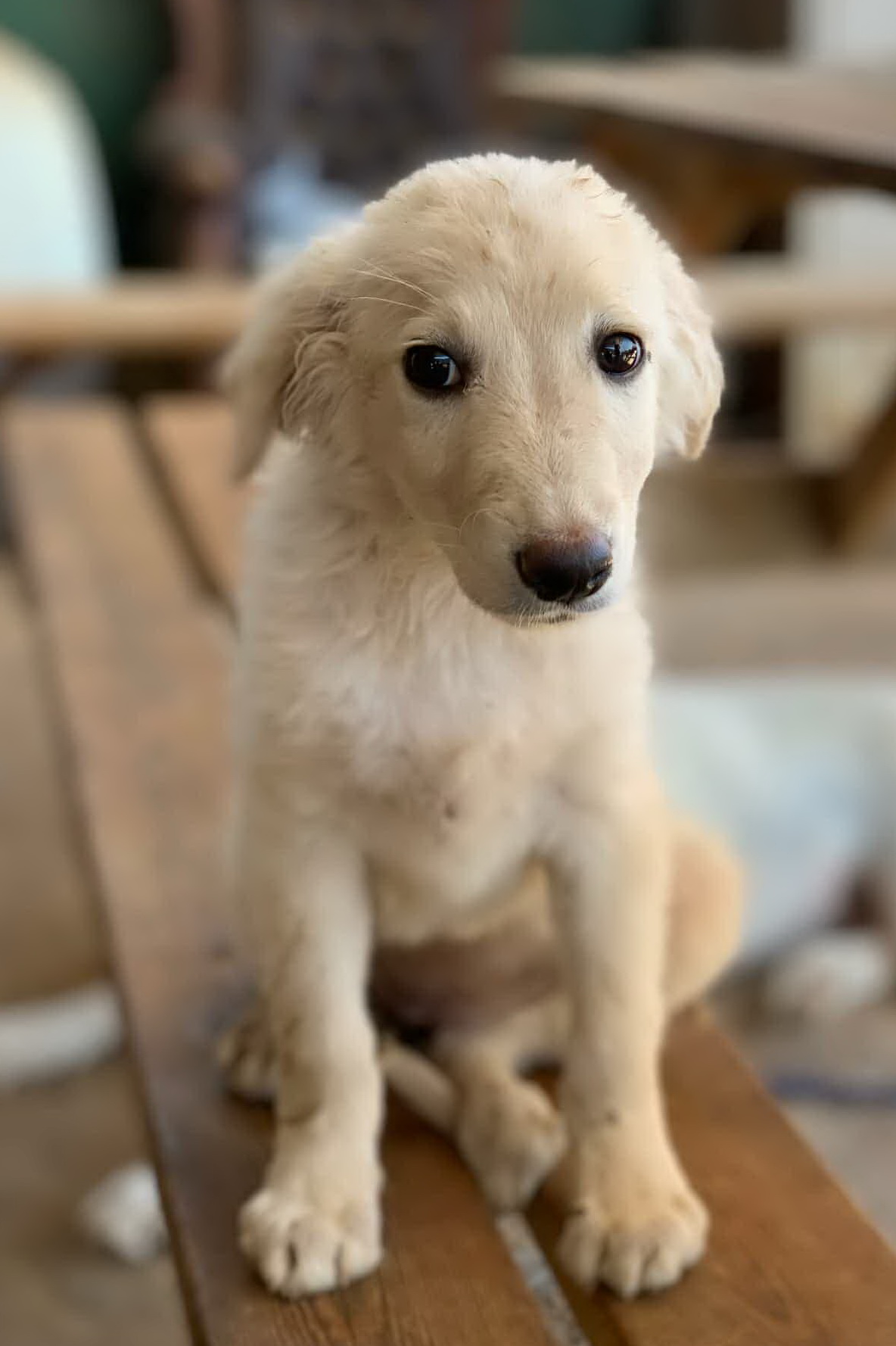 Belka Belka