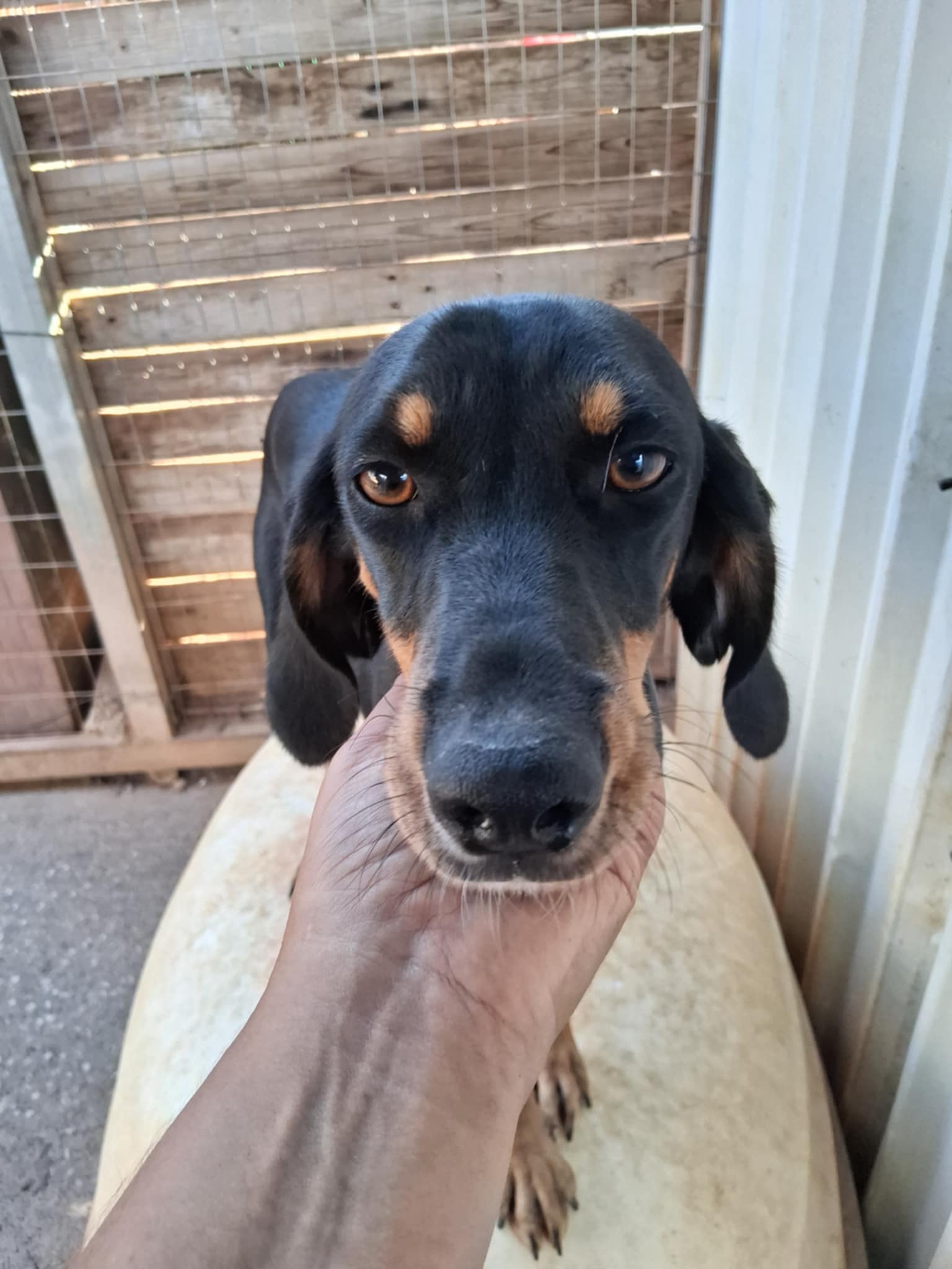 Peanut Peanut